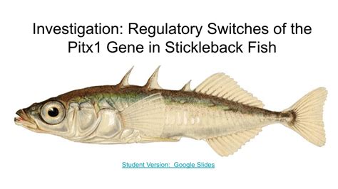 what is a fish|Regulating Pitx1 Gene Expression in Stickleback Fish .